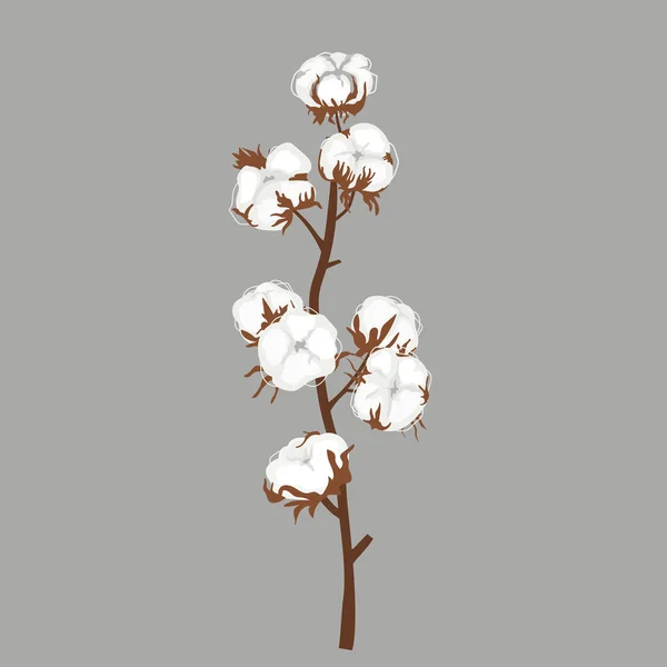 Cotton Flower Branch Isolated Grey Background Vector Hand Drawn Illustration — Stock Vector