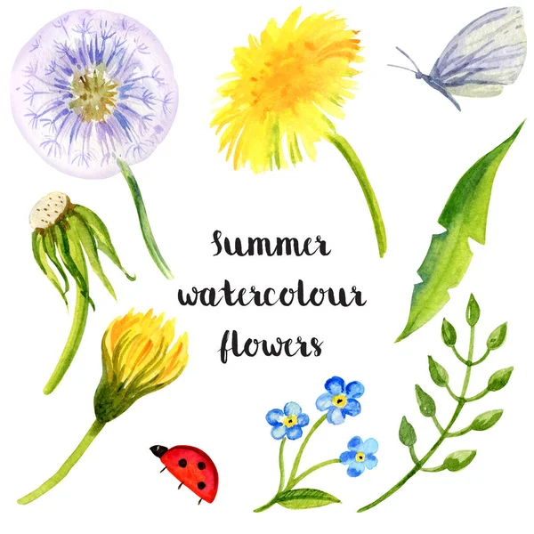 set of hand draw watercolour flowers dandelions, herbs, butterfly, white background, yellow flowers for textil, card, wedding design