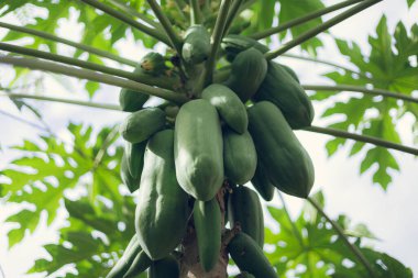 Bahçedeki papaya ağacının Papaya meyveleri Ağaçtaki taze yeşil papaya.