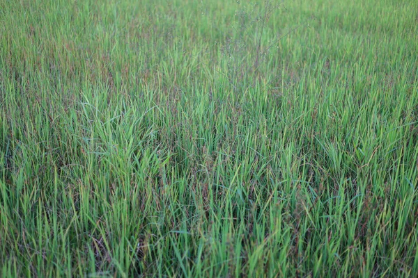 稻田里有很多杂草的水稻 — 图库照片