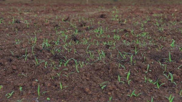 Ruzi Grass Emerging Grass Field Grazing — Stock Photo, Image