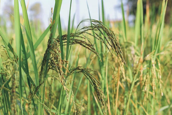 Las Espigas Arroz Que Están Empezando Ponerse Amarillas Están Esperando — Foto de Stock