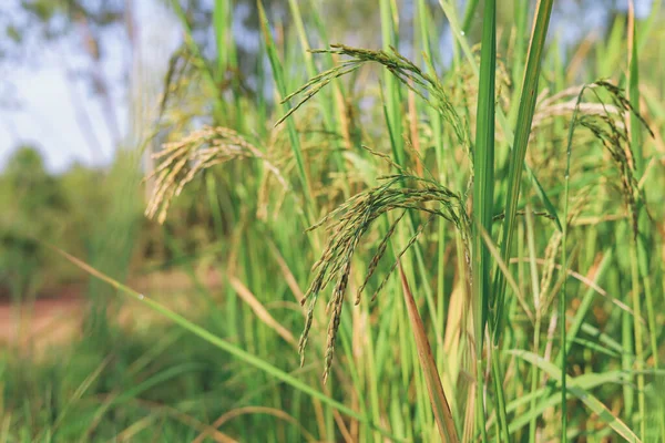 Rýžové Uši Které Začínají Žloutnout Těší Den Sklizně — Stock fotografie