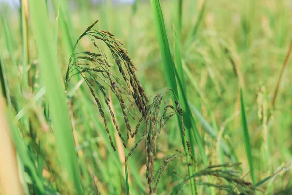 Rýžové Uši Které Začínají Žloutnout Těší Den Sklizně — Stock fotografie