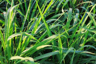 Mombasa guinea: Paspalum Maximum Cv. Mombasa: Grass for animals, buffalo grass in Thailand