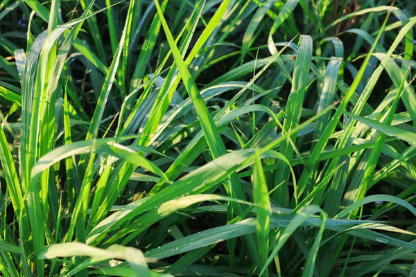 Mombasa Guinea Paspalum Maximum Mombasa Grass Animals Buffalo Grass Thailand — Zdjęcie stockowe