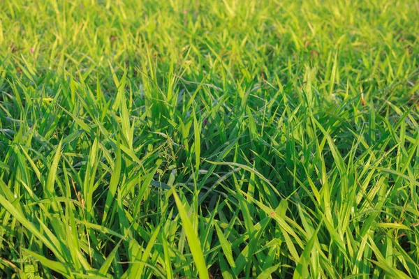 Mombasa Guinea Paspalum Maximum Mombasa Grass Animals Buffalo Grass Thailand — 图库照片