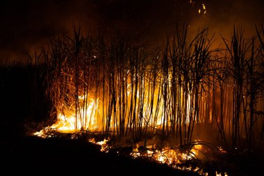 Sugar cane is burned to remove the outer leaves around the stalks before harvesting