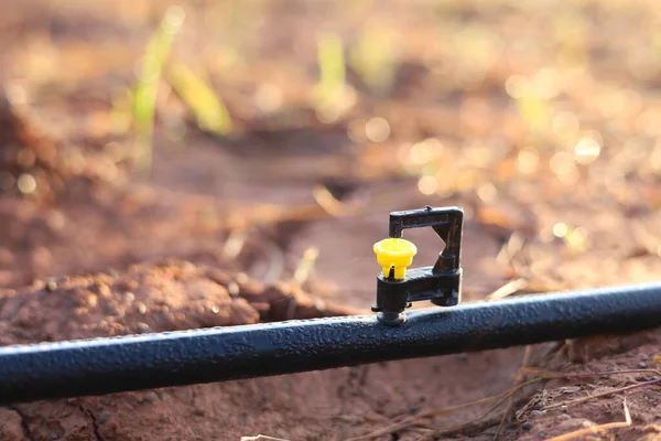 Mini Sprinkler Heads Garden Reduce Drought — Zdjęcie stockowe
