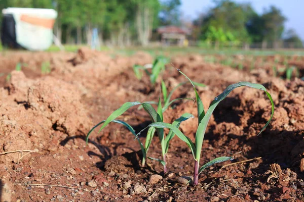 Planting Corn Seedlings Ground Growing Economic Plants — Fotografia de Stock