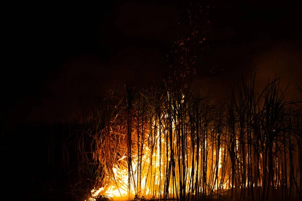 Sugar Cane Burned Remove Outer Leaves Stalks Harvesting — Stockfoto