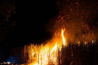 Sugar cane is burned to remove the outer leaves around the stalks before harvesting