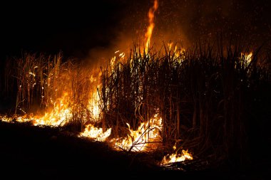 Sugar cane is burned to remove the outer leaves around the stalks before harvesting