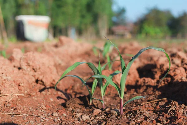Planting Corn Seedlings Ground Growing Economic Plants — Foto de Stock