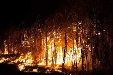 Sugar cane is burned to remove the outer leaves around the stalks before harvesting