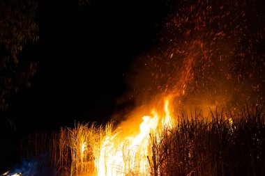 Sugar cane is burned to remove the outer leaves around the stalks before harvesting