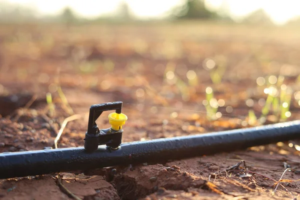 Mini Sprinkler Heads Garden Reduce Drought — Zdjęcie stockowe