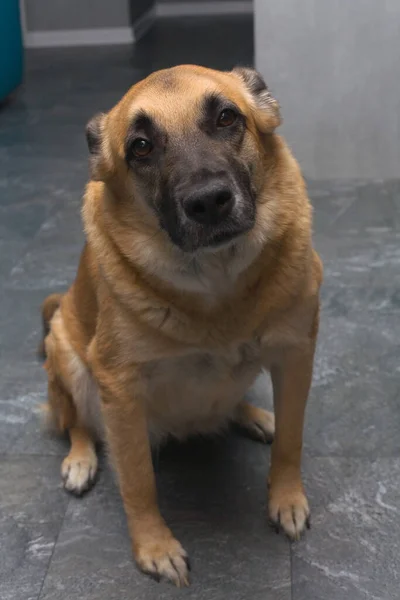 Cão Ruivo Olha Lamentavelmente Para Câmara Animais Estimação — Fotografia de Stock