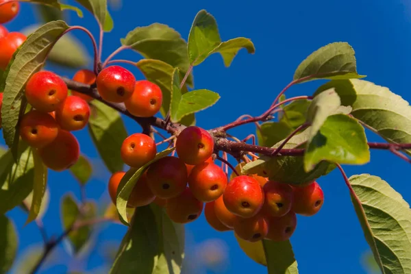 成熟的红色小Ranetka苹果长在树枝上 在蓝天的背景下 — 图库照片