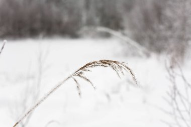 Bitkinin üst kısmı kar örtüsünün arka planına karşı buzla kaplıdır. Rusya 'da kış.