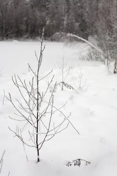 Uma Árvore Jovem Coberta Geada Fundo Floresta Inverno Rússia — Fotografia de Stock