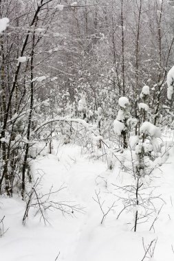 Genç alçak ağaçlar beyaz karla kaplıdır. Rusya 'da kış.
