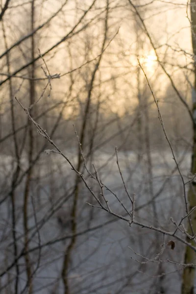 Břízková Větev Pokrytá Chraplavým Mrazem Pozadí Slunce Oparu Zima Rusku — Stock fotografie