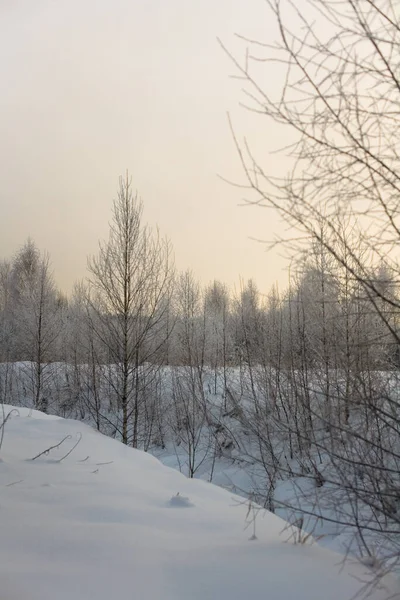 Jóvenes Árboles Hoja Caduca Contra Cielo Nublado Invierno Rusia — Foto de Stock