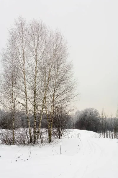 Paisagem Nevada Com Vidoeiros Pegadas Neve Inverno Rússia — Fotografia de Stock