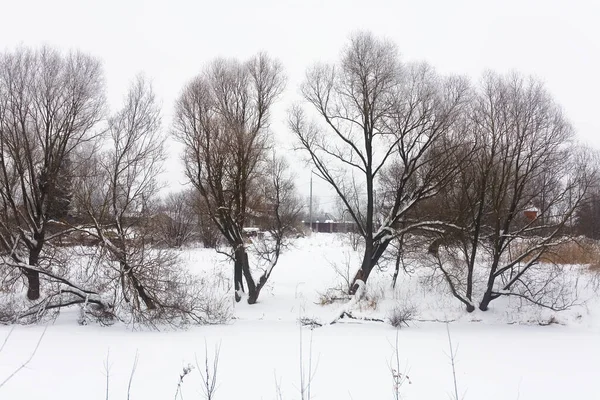 Beaux Arbres Pittoresques Sont Couverts Neige Hiver Russie — Photo
