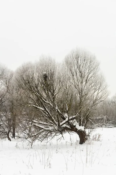 Uma Bela Árvore Pitoresca Está Coberta Neve Inverno Rússia — Fotografia de Stock