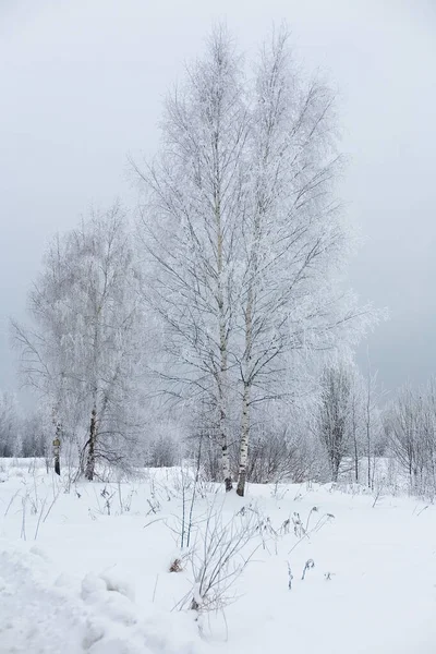 Ryska Snötäckta Björkar Mot Molnig Himmel Vinterlandskap — Stockfoto