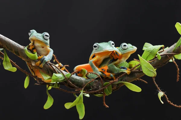 Frosch Hockt Auf Blattwurzel — Stockfoto