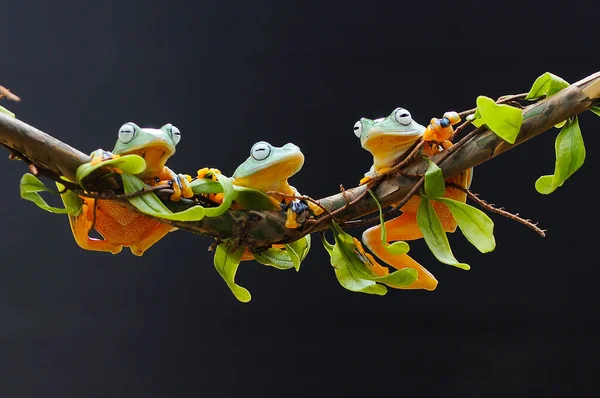뿌리에 개구리 — 스톡 사진