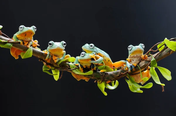 Βάτραχος Σκαρφαλωμένος Στη Ρίζα Του Φύλλου — Φωτογραφία Αρχείου