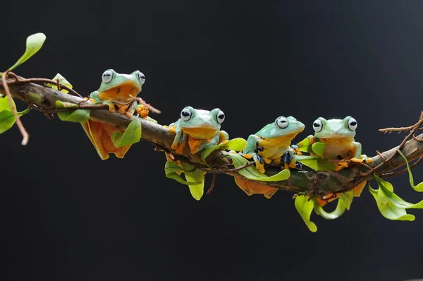 Βάτραχος Σκαρφαλωμένος Στη Ρίζα Του Φύλλου — Φωτογραφία Αρχείου