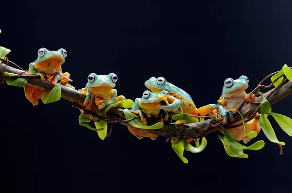 Grenouille Perchée Sur Racine Des Feuilles — Photo