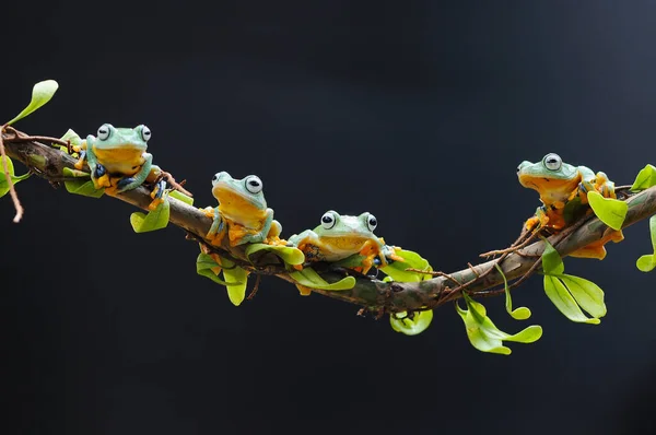 Empoleirada Raiz Folha — Fotografia de Stock