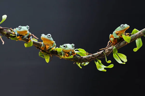 Rana Encaramada Raíz Hoja — Foto de Stock