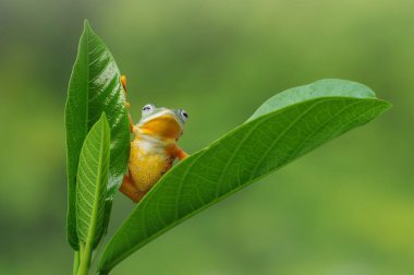 Yaprağın üzerindeki ağaç kurbağası