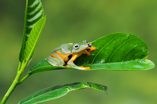 나뭇잎 개구리 — 스톡 사진