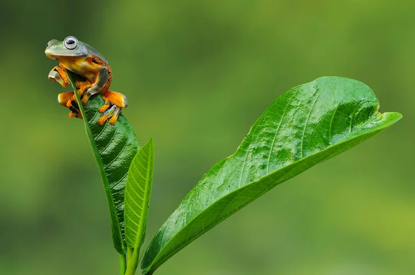 Grenouille Sur Une Feuille — Photo