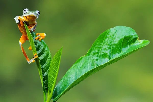 Grenouille Sur Une Feuille — Photo