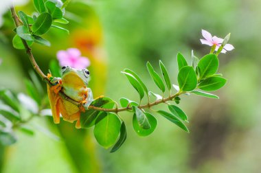 Ağaç kurbağası, ağaç kurbağası, kurbağa, uçan kurbağa.