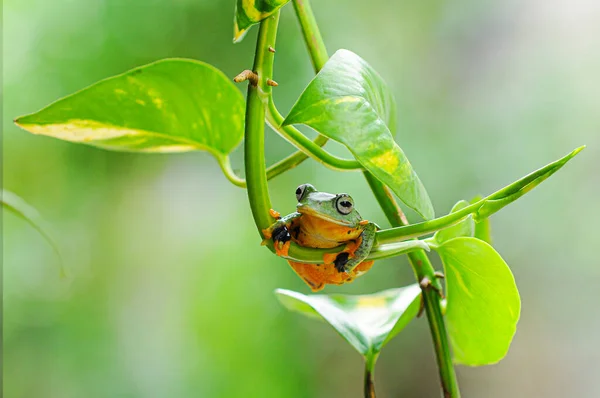 Rana Una Foglia Rana Albero Rana Rana Volante — Foto Stock