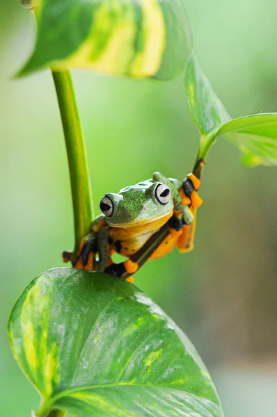 Ağaç Kurbağası Ağaç Kurbağası Kurbağa Uçan Kurbağa — Stok fotoğraf