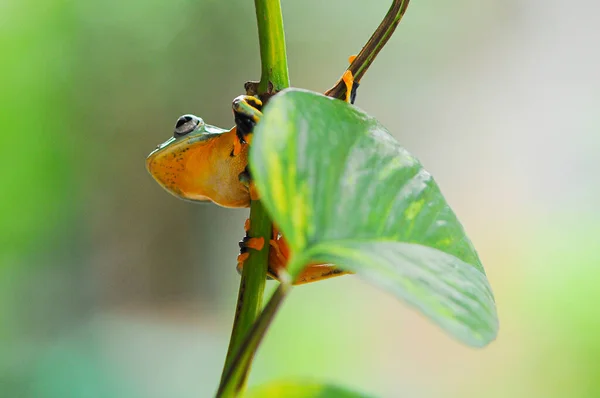 Laubfrosch Auf Blatt Laubfrosch Frosch Fliegender Frosch — Stockfoto