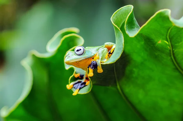 Rana Árbol Una Hoja Rana Árbol Rana Rana Voladora —  Fotos de Stock