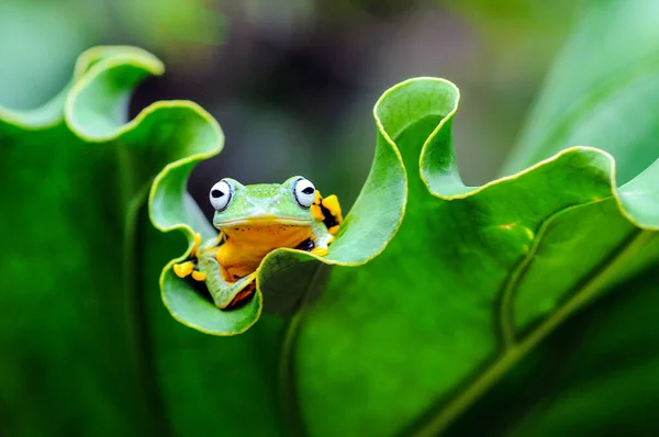 Rana Árbol Una Hoja Rana Árbol Rana Rana Voladora — Foto de Stock