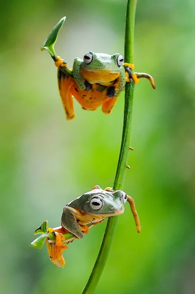 Βάτραχος Ένα Φύλλο Βάτραχος Βάτραχος Ιπτάμενος Βάτραχος — Φωτογραφία Αρχείου